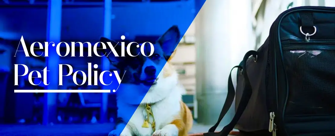 Aeromexico Pet Policy