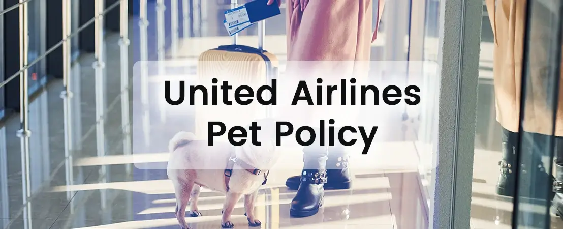 United Airlines pet policy