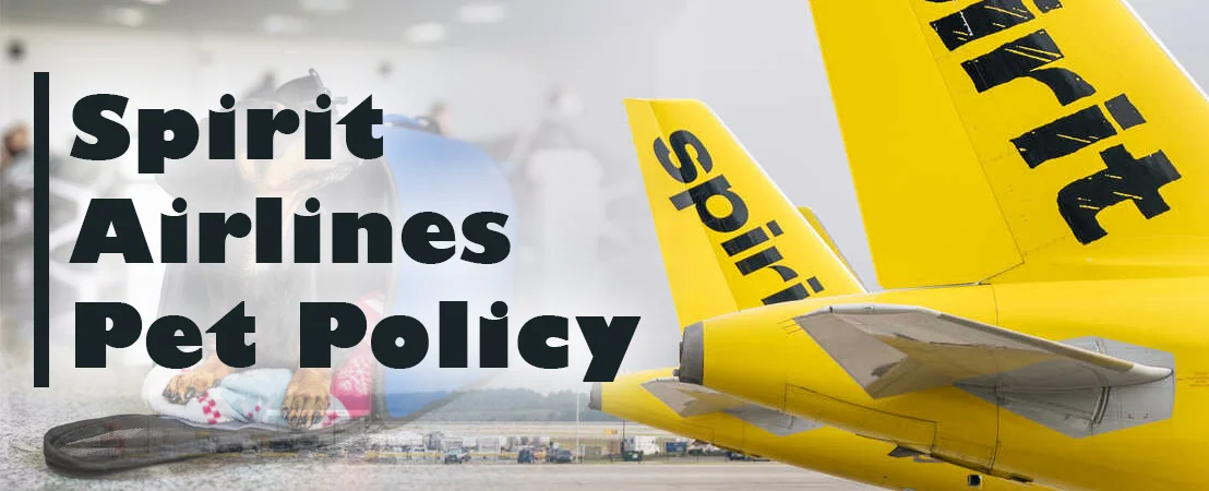 Can I Bring My Pet Dog or Cat with Me On Spirit Flights?